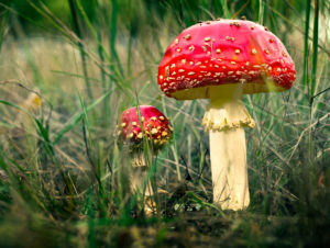 Ein großer und ein kleiner Fliegenpilz leuchten im hohen Gras am Waldesrand, Ein großer und ein kleiner Fliegenpilz leuchten im hohen Gras am Waldesrand,